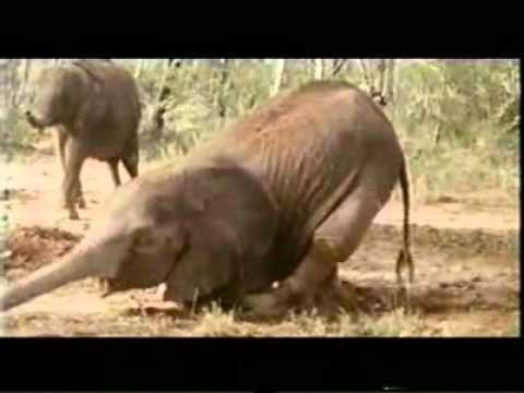 Youtube: Lustige Tiere   Besoffene Tiere