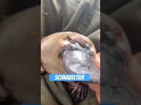 Youtube: Schnabeltier – das Meme der Natur