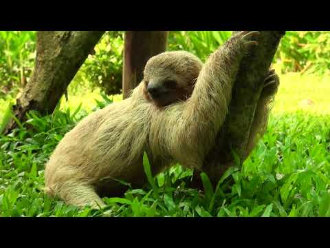Youtube: Sloth Pooping