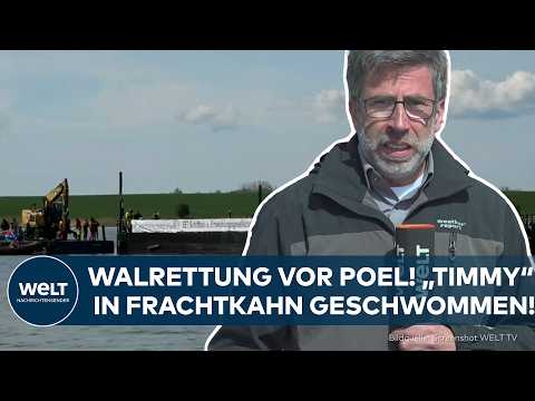 Youtube: WALRETTUNG VOR POEL: „Timmy“ in Frachtkahn geschwommen!