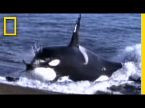 Youtube: Killer Whale vs. Sea Lions | National Geographic