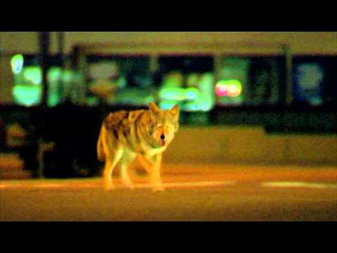 Youtube: Collateral (2004) Coyote Scene 1080p