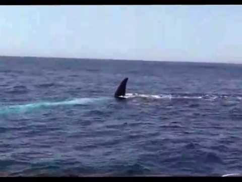 Youtube: Black Shark Attack on fishermen in the boat