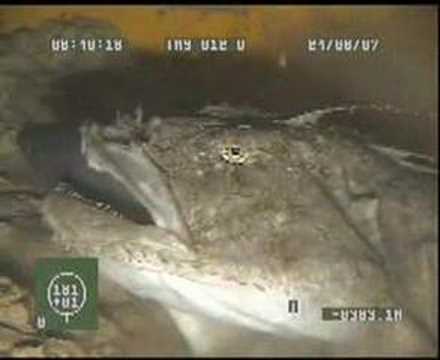 Youtube: Monkfish kill and eat coalfish in the North Sea