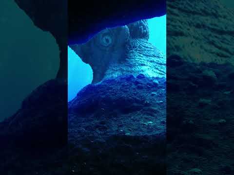 Youtube: Nanaimoteuthis haggarti