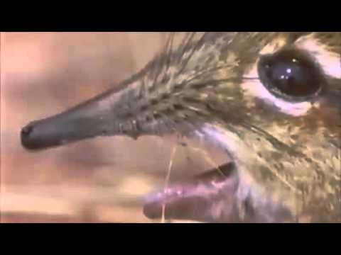 Youtube: Edward Shrewden,Sing for Me, Elephant-Shrew, Phantom of the Opera, Take a closer look at that snout