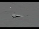 Youtube: UFO - or Cracked canopy? Courtesy BBC