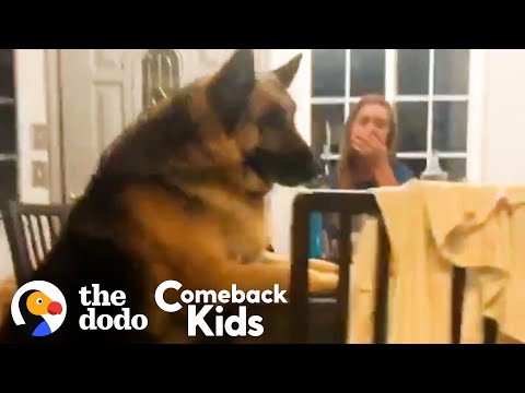 Youtube: 150-Pound German Shepherd Loses 50 Pounds | The Dodo Comeback Kids