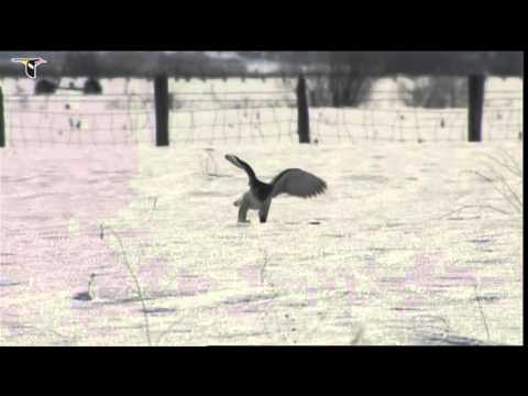 Youtube: A Gyrfalcon hunting in the snow, catches a small rodent
