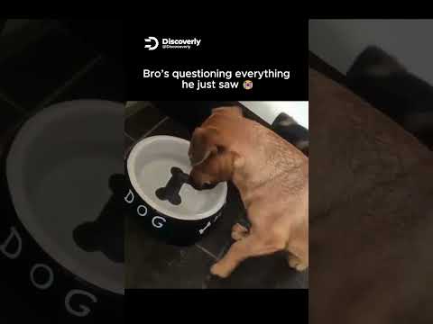 Youtube: Bro’s questioning everything he just saw 😭