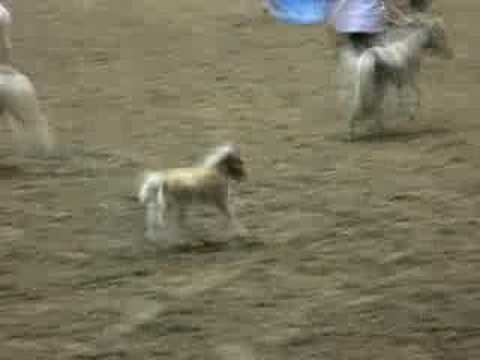 Youtube: Baby miniature horse on the loose!