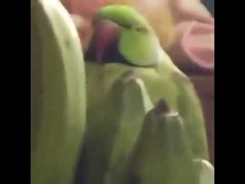 Youtube: Vine - Funny parrot pretending to be a banana