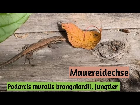 Youtube: Mauereidechse Podarcis muralis brongniardii Jungtier