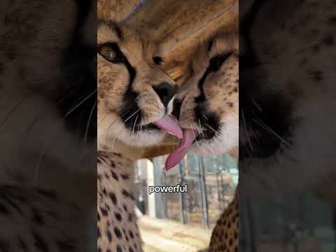 Youtube: Warum ist er so freundlich? #Gepard #Katze #Wildtiere