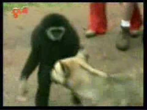Youtube: monkey and dog