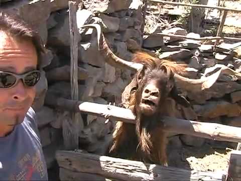 Youtube: Man argues with spitting goat