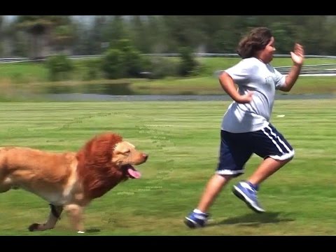 Youtube: LION PRANK!!!