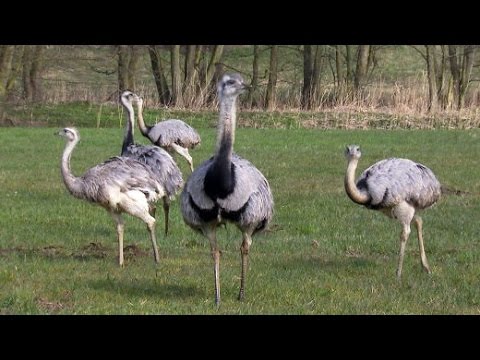 Youtube: Kleiner Kopf, großes Problem: Die Einwanderungswelle der Nandus | SPIEGEL TV