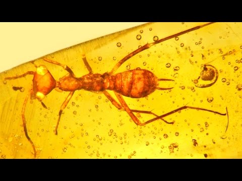 Youtube: Ancient Insect Discovery