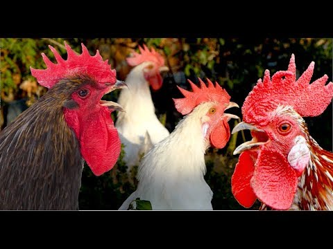 Youtube: Big roosters crowing compilation with 15 different breeds - Whitecrested Polish, Serama, Leghorn