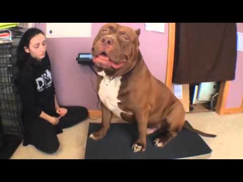 Youtube: Biggest bully pitbull on earth ON SCALE 173lbs 17 months THE HULK! Of ddkline