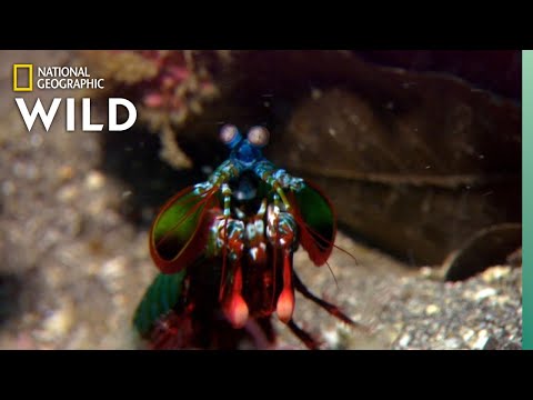 Youtube: Mantis Shrimp Packs a Punch | Predator in Paradise