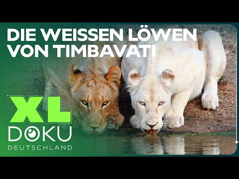Youtube: Die gefährlichsten Jäger der Savanne: Die weissen Löwen | XL Doku Deutschland