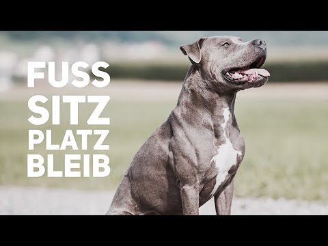 Youtube: Fuß, Bleib, Hier, Blickkontakt - "Unterordnung" für den Hund - Hundetraining by Vitomalia