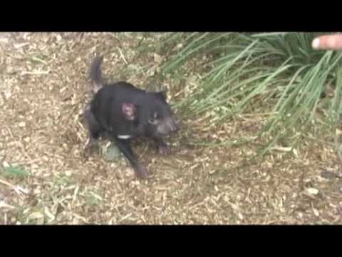 Youtube: Tasmanian Devil screaming