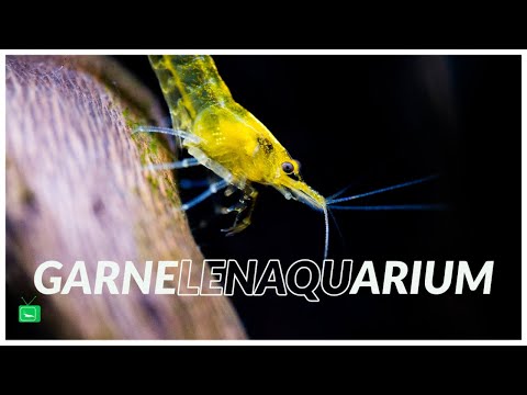 Youtube: DAS GARNELENAQUARIUM | Perfekte Garnelenaquarium betreiben |  GarnelenTv
