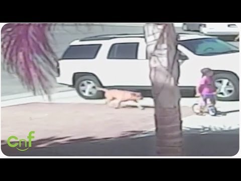Youtube: Hero Cat Saves Toddler From Dog Attack | INSANE footage