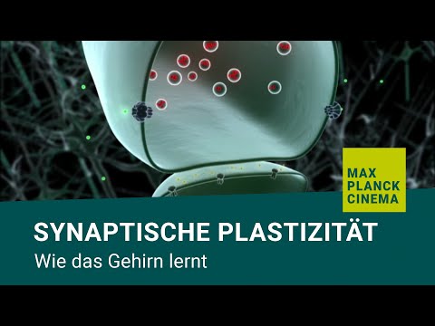 Youtube: Synaptische Plastizität - wie das Gehirn lernt