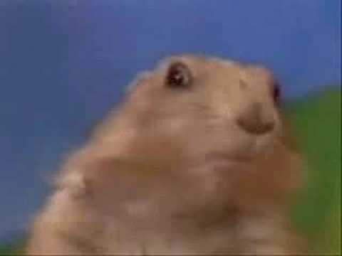 Youtube: Dramatisch guckender Hamster