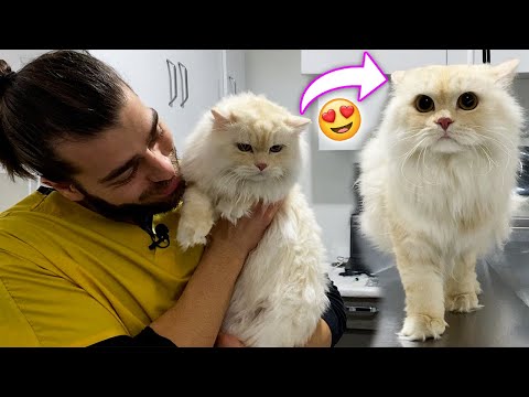 Youtube: BU KEDİ İNANILMAZ SEVİMLİ! 😍 ( Tüylerinin Güzelliğine Bakın! )