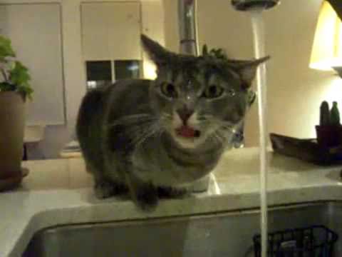 Youtube: Dusch Katze