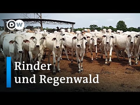 Youtube: Brasilien: Wie macht das Rind halt vor dem Wald? | Global Ideas