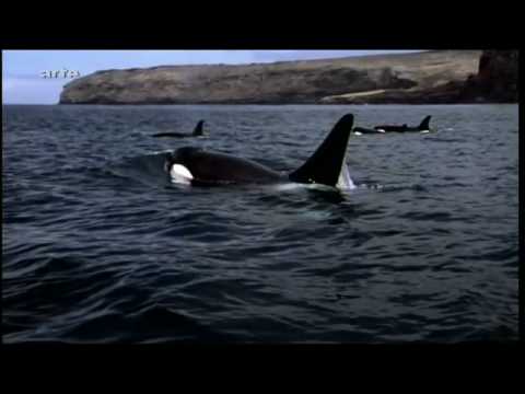 Youtube: Elegante Mörder - Orcas jagen See-Elefanten