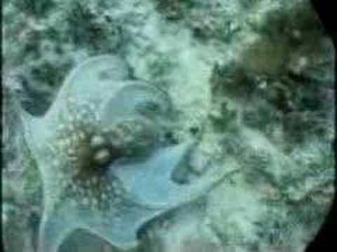 Youtube: Octopus Camouflage