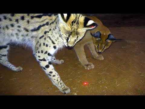 Youtube: Which African BIG & Small Cats Play With Laser Light Toys? | Cheetah Leopard Lion Caracal Serval