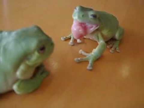 Youtube: finger lickin' frog