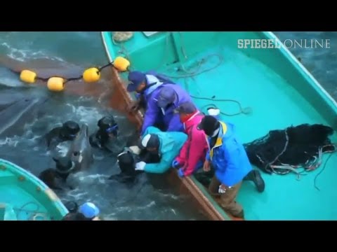 Youtube: Delfinjagd in Japan: Das alljährliche Massaker von Taiji | DER SPIEGEL