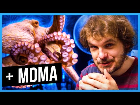 Youtube: Was ein Oktopus auf MDMA mit unserem Verhalten zu tun hat