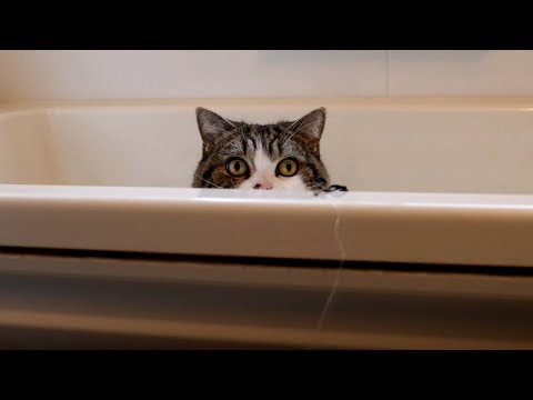 Youtube: お風呂で遊ぶねこ９。-Maru plays in the bathtub 9.-