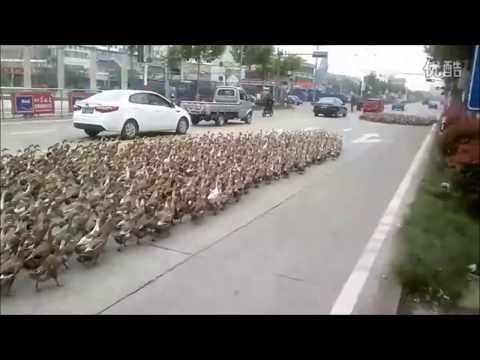 Youtube: Duck March [Hell March with ducks]