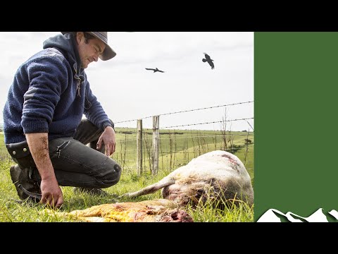 Youtube: Birds kill 200 lambs on a single Isle of Wight farm
