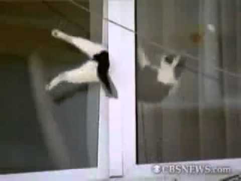 Youtube: Katze  - hängt am Fenster