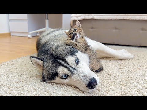 Youtube: Fearless Tiny Kitten Attacks Giant Husky — What Happens Next Is Hilarious!