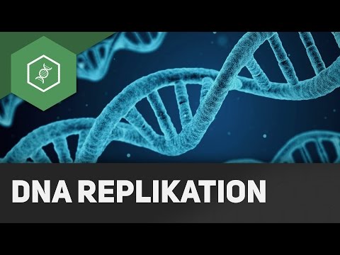 Youtube: DNA Replikation - Wie funktioniert's?!