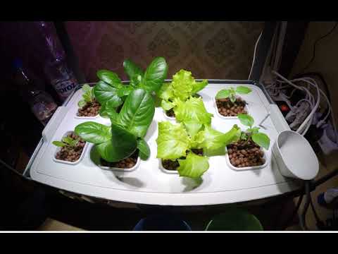 Youtube: IKEA Hydroponics: Growth (30 Day Timelapse)