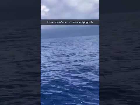 Youtube: FLYING FISH GOES FASTER THAN BOAT!